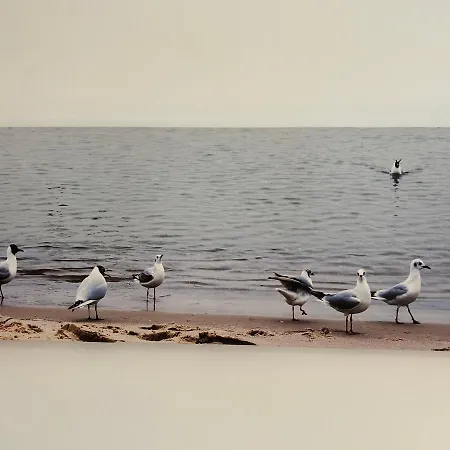Das Foehs * Eckernförde